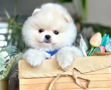 Pomeranian Boo Safkan Teddy Surat Yavrularımız